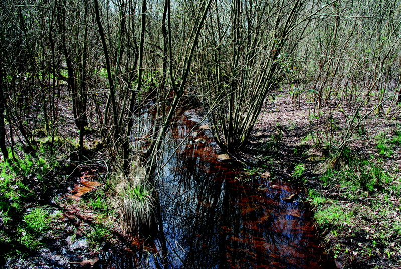 nature, watercourse, splash, swamp, growth, day, outdoors, tranquility, scenics - nature, environment, landscape, plant, forest, waters, tranquil scene