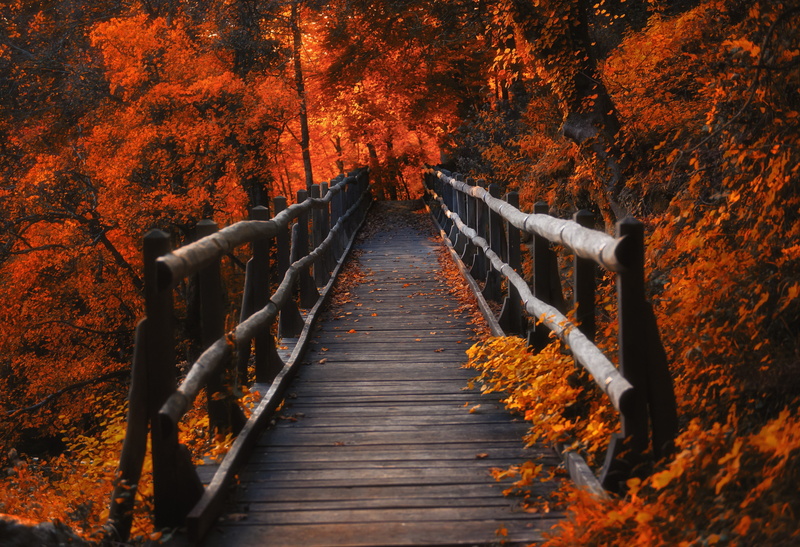 leaves, bridge, nature, lights, forest, 2K, Switzerland, orange, wood, trees