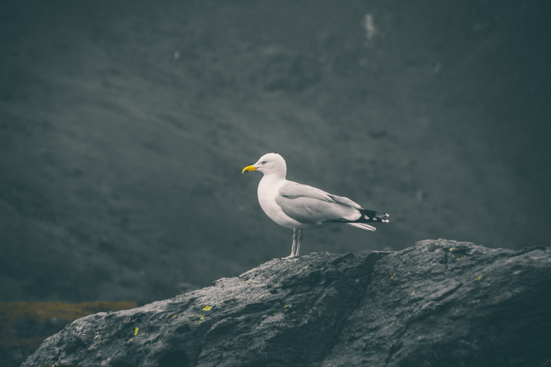 snowdon, rock, animal wildlife, perching, animal, resting, day, solid, focus on foreground, side view, water, sea bird, rock formation, beak, white color