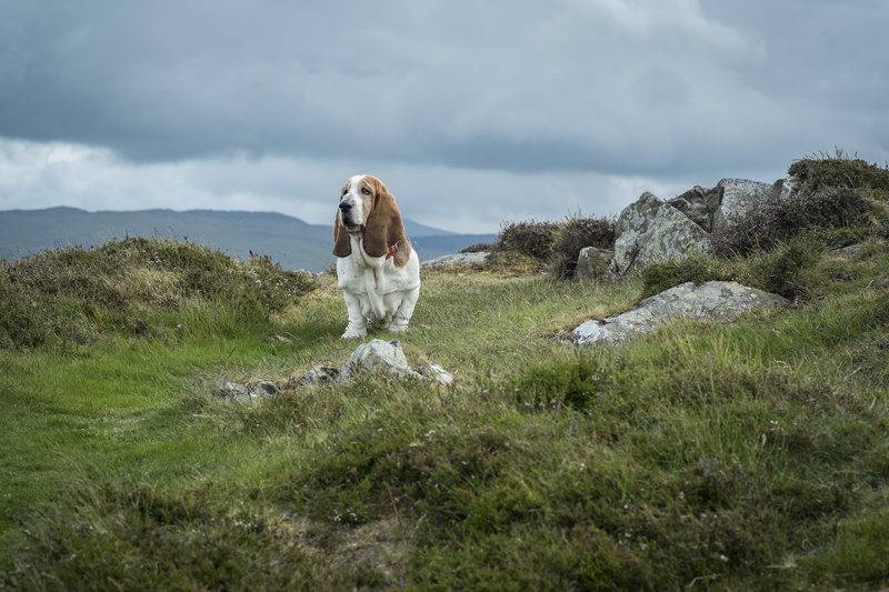dog, Snowdonia, stones, Wales, 4K, national Park, The Basset hound, mount Snowdon, clouds, grass, the sky