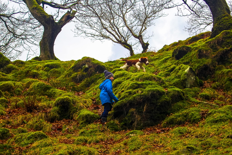 4K, wales, casual clothing, boy, snowdonia national park, green color, men, dog, growth, outdoors, plant, real people, non-urban scene, beauty in nature