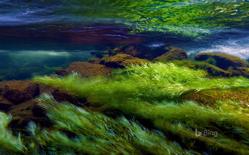 outdoors, 1080P, coral, bing, green color, day, rock, river, wales, marine, sea, nature, animal themes, beauty in nature, purity, plant, animal wildlife