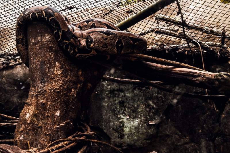 tree, adventure, nature, old, weathered, security, water, run-down, fall, bird, parque das aves, falls, day, safety, wood - material, trees, brazil, metal