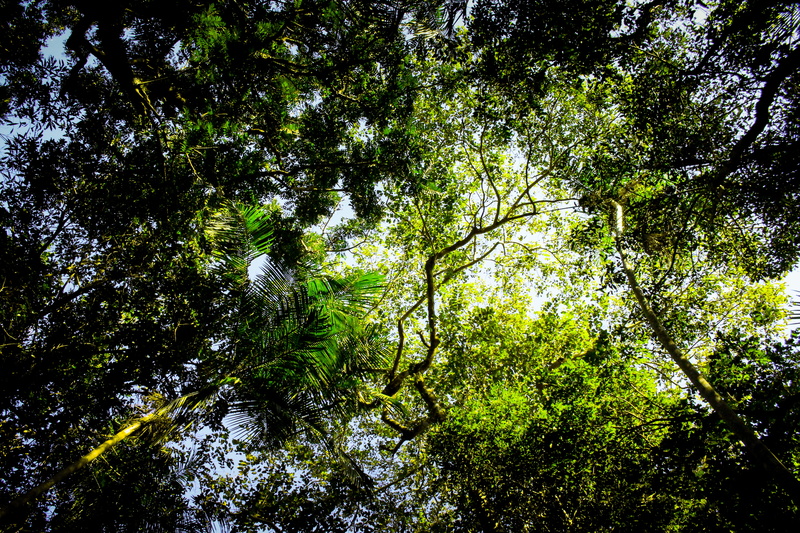 non-urban scene, fall, goal, tranquility, woodland, bamboo - plant, beauty in nature, finish, life, iguaçu national park - visitor center, no people, nature