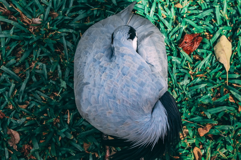 animals in the wild, vertebrate, plant, water, one animal, iguazu, high angle view, 4K, animal themes, land, bird, jungle, no people, green color, parakeet