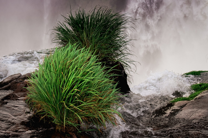 tree, land, rock - object, green color, cold temperature, nature, growth, water, parque nacional iguazú, misiones, natural, landscape, plant, park, iguazu