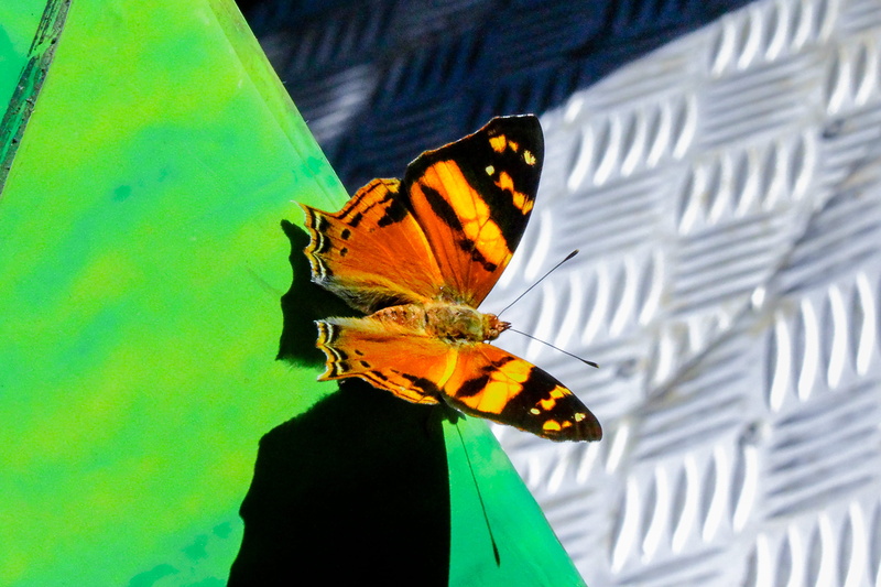 pollination, animal themes, no people, falls, park, invertebrate, goal, iguazu, animal, brazil, 2K, nature, insect, dom, national, green color, orange color