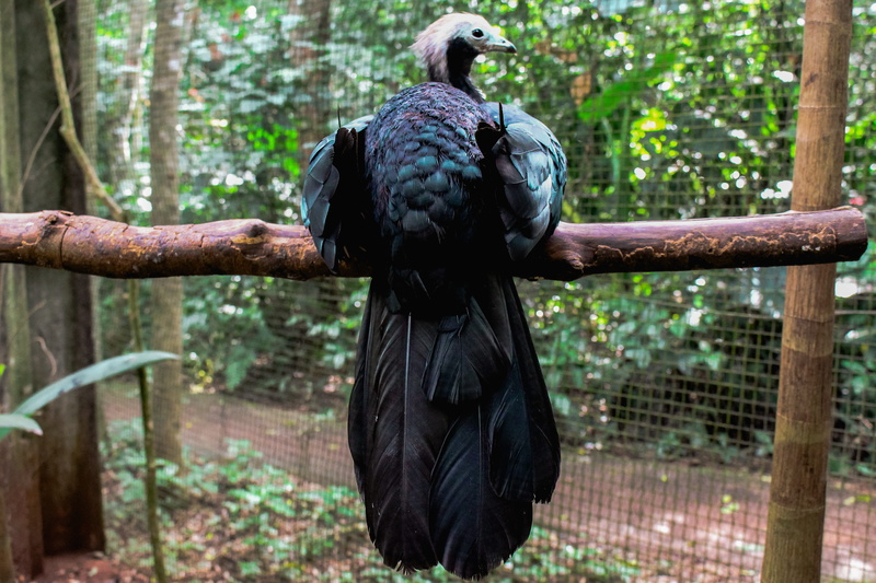 day, falls, brasil, bird of prey, iguazu, animal neck, rear view, animal wildlife, animals in the wild, water, outdoors, focus on foreground, zoo, trees