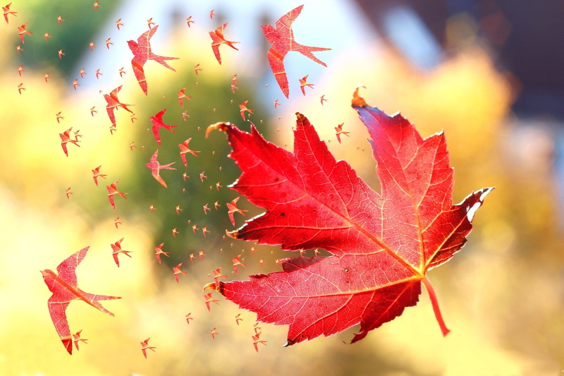maple leaf, nature leaves fall maple leaves windy birds photo manipulation artwork flying depth of field swallow bird, maple tree, plant part, leaves, outdoors