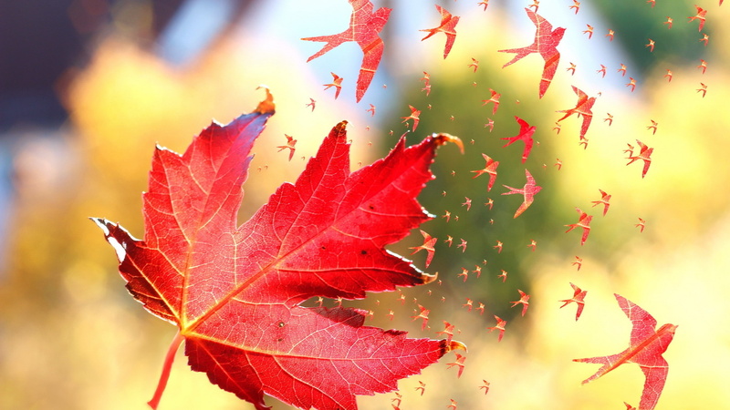 Photo Manipulation, Swallow (bird), birds, Windy, Fall, Flying, Maple Leaves, nature, leaves, 2K, Depth Of Field, artwork