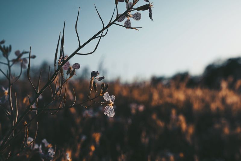 fragility, autumn, close-up, outdoors, selective focus, weed, nature, tranquility, focus on foreground, branch, tree, no people, twig, day, wilted, flower