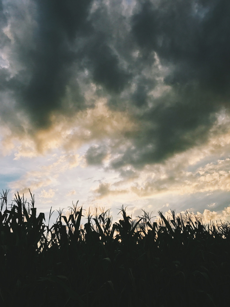 sunset, plants, low angle view, tranquil scene, nature, land, argentina, beauty in nature, misiones province, mood, field, scenics - nature, agriculture