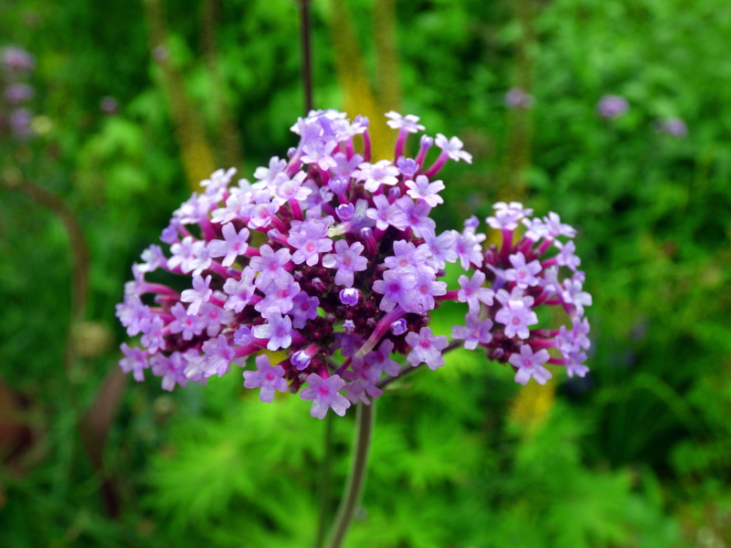 beauty in nature, freshness, inflorescence, verbena, bloom, ornamental garden, argentine vervain, day, vulnerability, violet, lilac, plant, flowering plant