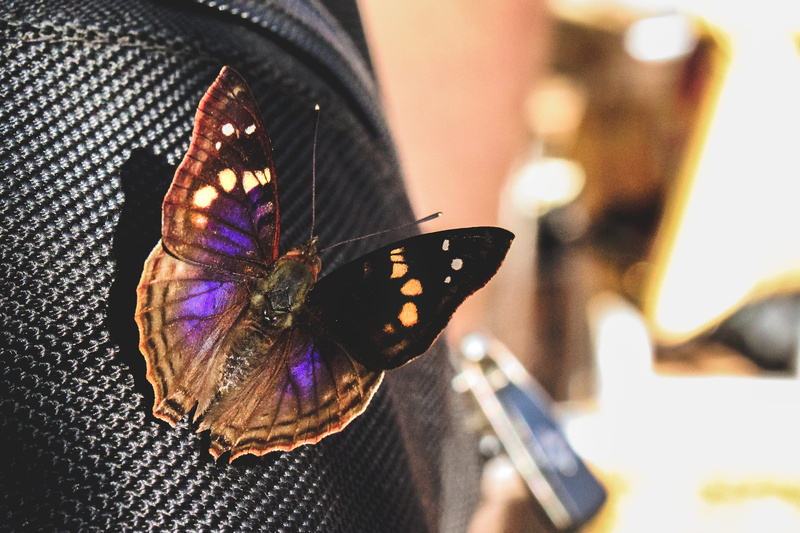mountain, one animal, adventure, invertebrate, zafary. safary, butterfly - insect, national, iguazu, iron, water, craft, park, animal markings, flower