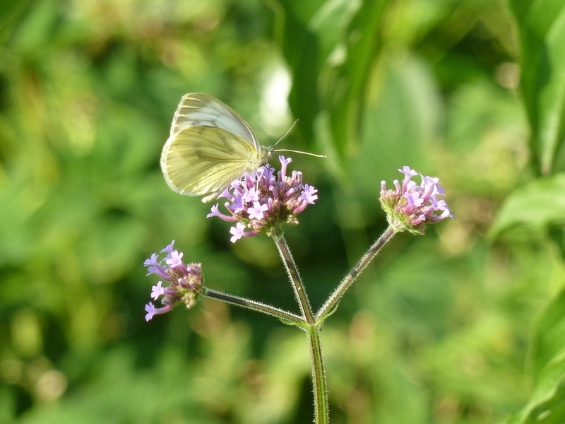 1080P, macro, insect, fragility, nature, invertebrate, plant stem, plant, no people, flowering plant, animal wing, butterfly, outdoors, animal, verbenia extinct