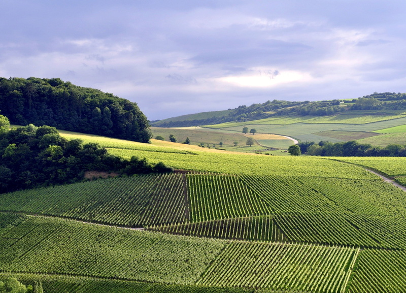 tree, landscape, cloud - sky, sky, day, scenics - nature, plant, green color, land, nature, rolling landscape, beauty in nature, environment, grapes, agriculture
