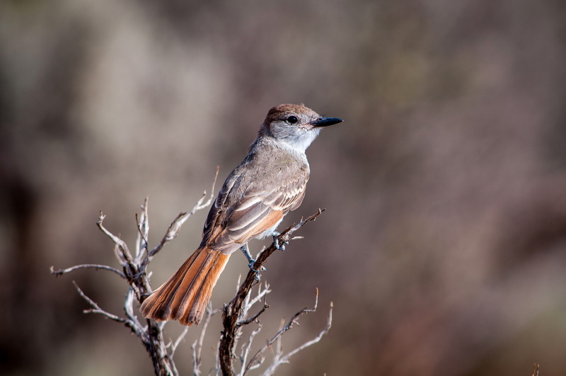 side view, selective focus, full length, branch, perching, mexico, United States, animal wildlife, nature, outdoors, New Mexico, Bird, tree, 4K, animals In The Wild