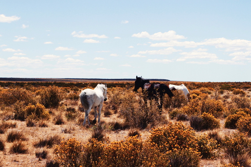 landscape, mammal, Pampas, scenics, sky, grasses, field, no People, pets, environment, animal, shrubs, domestic, plant, land, domestic animals, group of animals