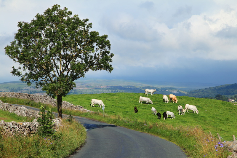 animal, pets, hillside, cows, public domain, pasture, livestock, non-Urban Scene, no People, hills, road, hill, domestic animals, images, domestic, farm
