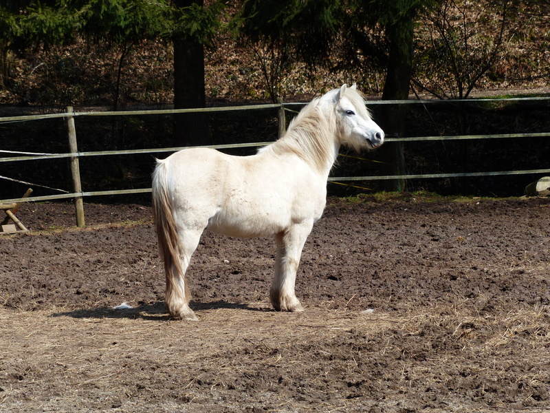 barrier, white, animals And Pets, one animal, ranch, horse riding ponyrasse, pets, vertebrate, small horse breed, outdoors, day, soil, farm, white color