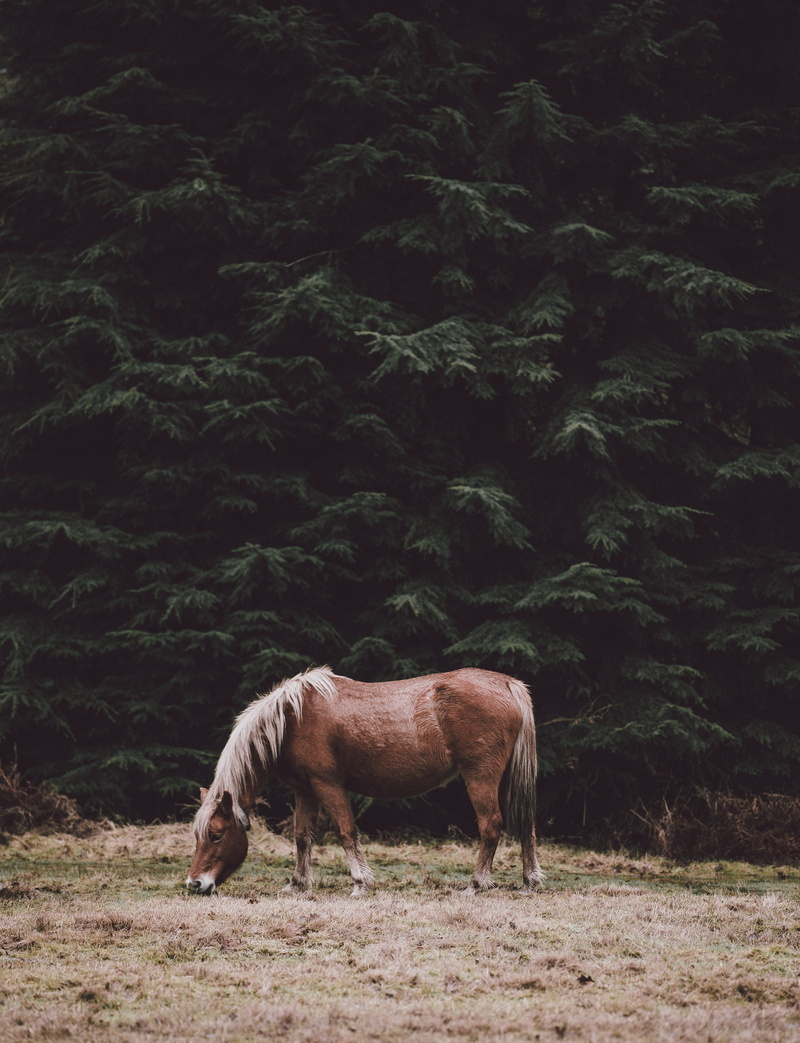 animal family, trees, meadow, mane, landscape, tree, field, livestock, plant, animal, day, grazing, near, brown, herbivorous, green, group of animals, animal themes