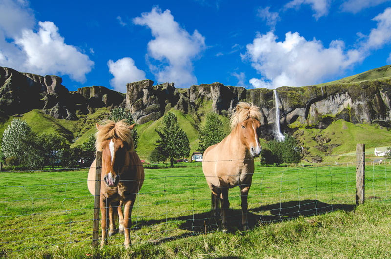 public domain, 4K, Horses, landscapes, sky, mammal, waterfall, ranch, landscape, animal, land, Icelandic, meadow, horse, non-urban scene, cloud - sky