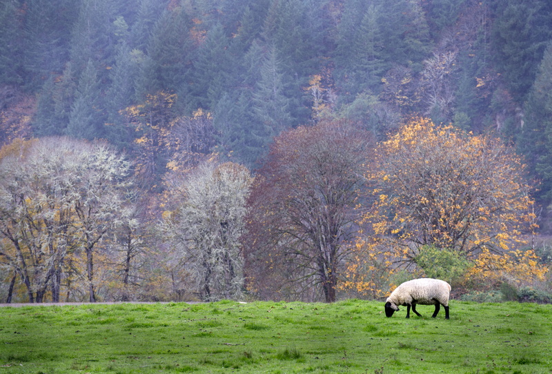 public domain, non-Urban Scene, autumn, landscape, livestock, tree, meadow, Pasture, Oregon, nature, no people, animal themes, grazing, one animal, photos