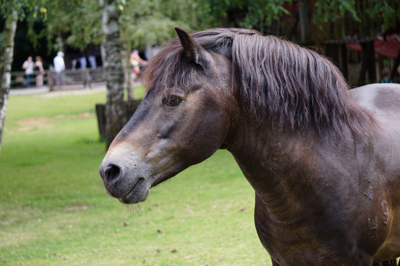 animal world, portrait, meadow, beauty In Nature, pets, beauty, graceful, dark brown, mare, one animal, 5K, vertebrate, animal portrait, stallion, near