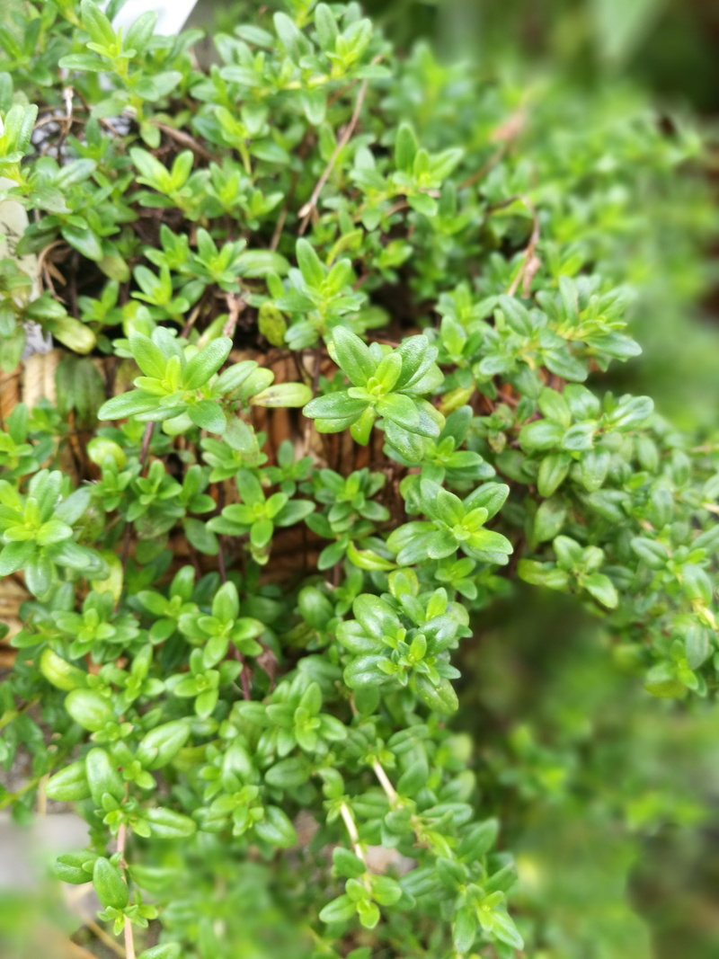 selective focus, fragility, nature, freshness, food and drink, green color, outdoors, plant, high angle view, thyme, focus on foreground, beauty in nature