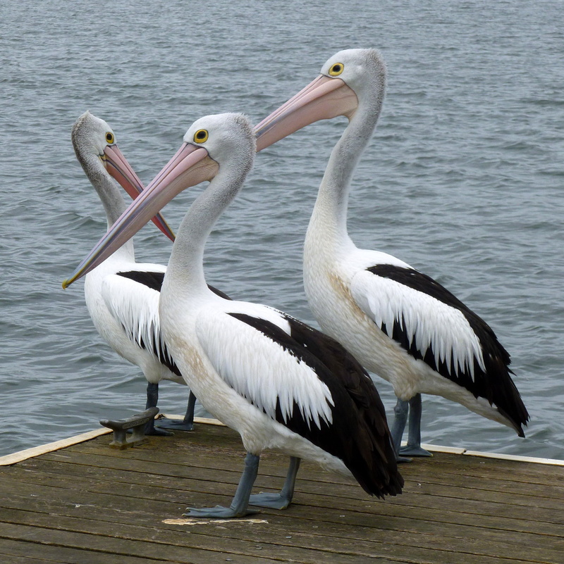flapping, sea, wildlife, beauty in nature, no people, animal neck, bill, sea birds, brown Pelican, water bird, photography, waterfowl, animal themes, beside