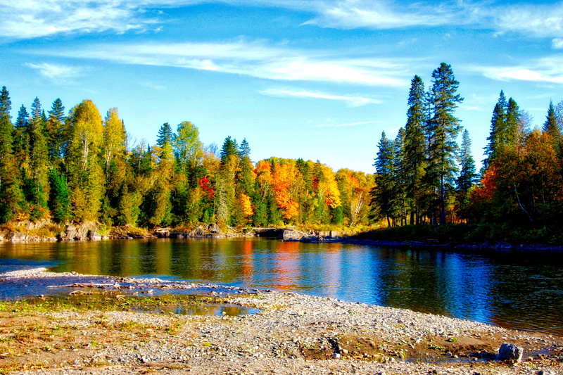 countryside, forest, coniferous tree, tranquil Scene, change, day, green Color, canada, wilderness Area, autumnal, pine Tree, growth, Fall, tree, mountain Range