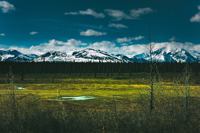 mountain Range, denali, green Color, beauty In Nature, reflection, tranquil Scene, Denali National Park, no People, landscapes, summer, forest, blue, tree