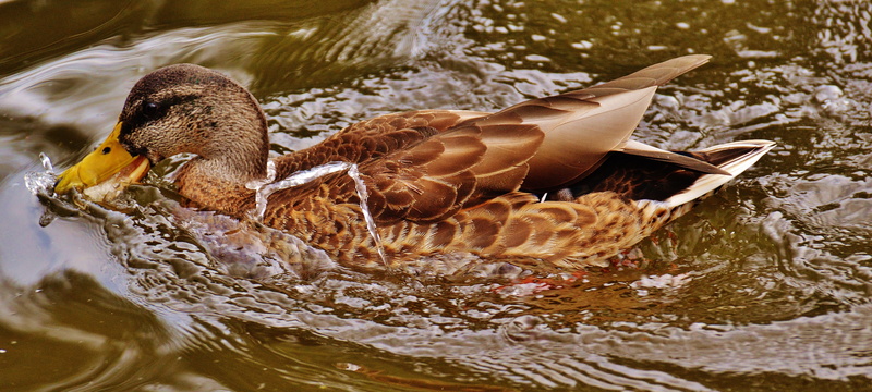 animal body part, waterfowl, animal wildlife, mallard, water bird, animal wing, water, day, flying, swimming, river, animal, duck, wild duck, motion, wild