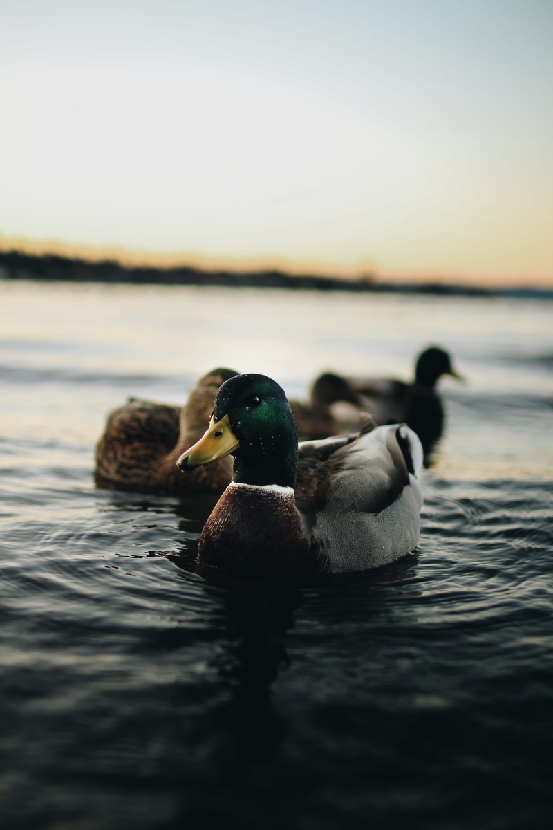 floating, beak, environment, moody, mallard, water, no people, waterfowl, drake, sky, swimming, wildlife, lake, vertebrate, river, poultry, plumage, beauty in nature