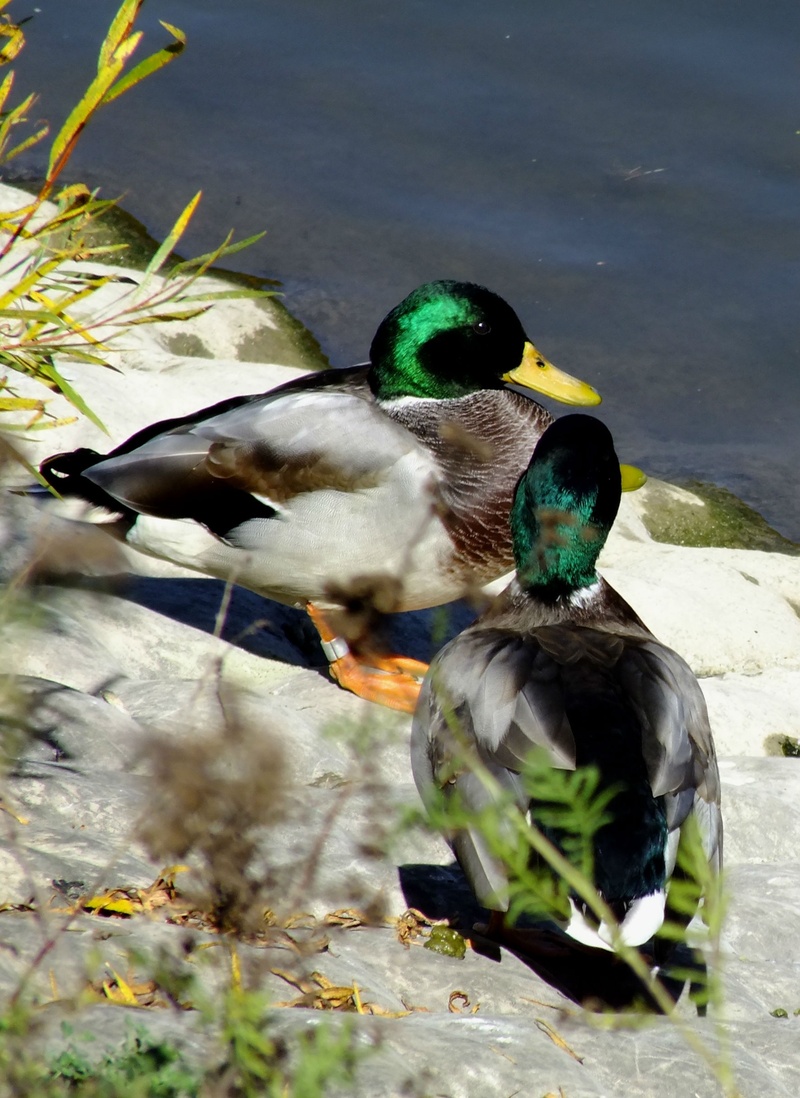 plumage, duck, male Animal, feather, water, no people, animal, multi Colored, mallard Duck, wild, wildlife, high angle view, poultry, waterfowl, river