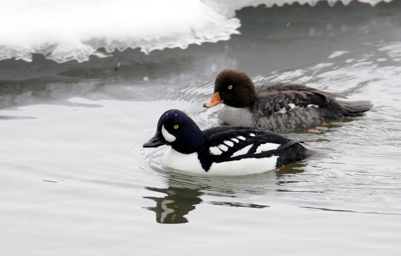 day, pond, poultry, male, no people, outdoors, animals in the wild, wilderness, winter, duck, animal, ice, portraits, wild, feather, beauty In Nature, animal wildlife