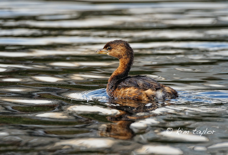 720P, beak, nature, feather, pond, water Bird, outdoors, black, mallard Duck, swimming Animal, duck, grebe, bird, wildlife, river, billed, animal, pied