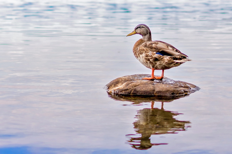 black, perching, waterfront, brown, animals in the wild, water, pond, water bird, goose, lake, no people, river, mallard, 2K, outdoors, perch, mallard duck