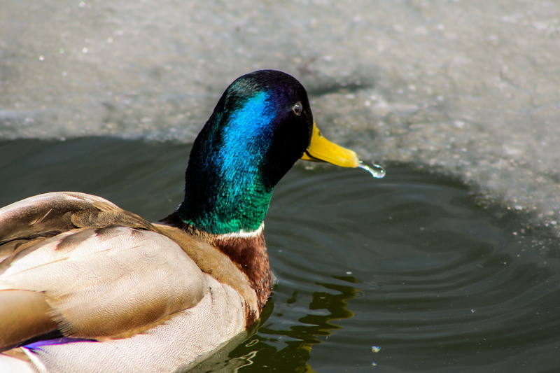 outdoors, bird, feather, focus on foreground, animal wildlife, 5K, water, lake, crossword, nature, male Animal, winter, wildlife, beak, animal, duck, animal themes