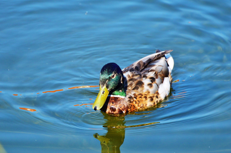 no people, water, wildlife, 5K, swimming, outdoors, lake, Waterfowl, mallard Duck, Bird, duck, day, drake, meadow, Ducks, water Bird, eating, green Color