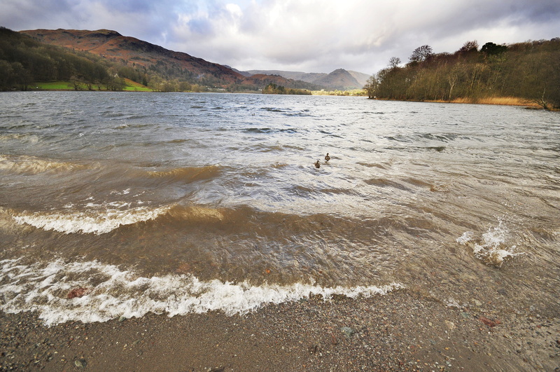 mountain, day, swimming, motion, beach, travel destinations, waterfowl, birds, pond, feather, blue, environment, color, water, wild, cumbria, tranquil