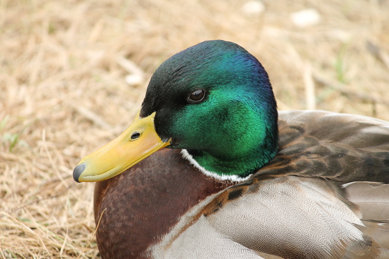 poultry, close-up, creature, water bird, fauna, head, plumage, waters, 4K, animal head, green, no people, duck bird, land, nature, animal wildlife, beak