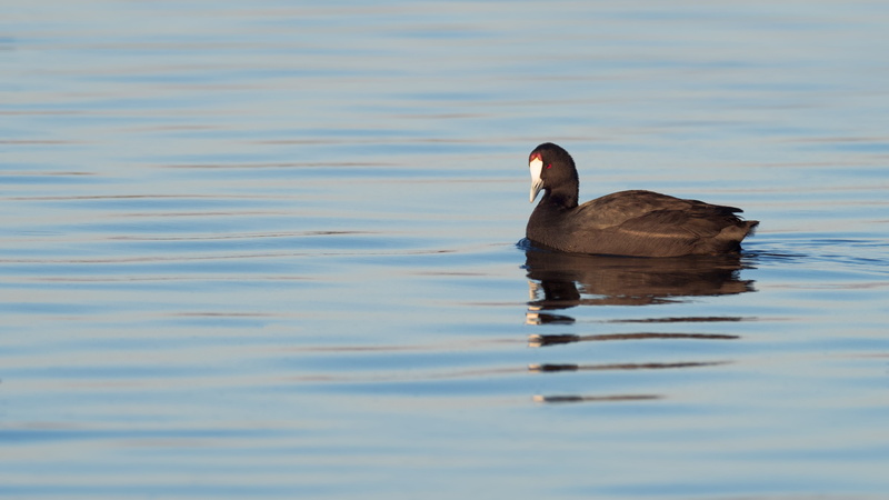 floating on water, avian, river, ocean, swim, beauty in nature, day, wildlife, animals in the wild, beak, rippled, wild, duck, animal wildlife, waterbird