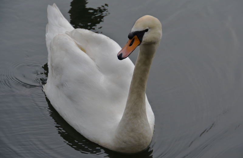 animal neck, waterfront, vertebrate, avian, mute swan, waterfowl, white, wildlife, river, beak, nature, fowl, outdoors, lake, animal themes, animal, close