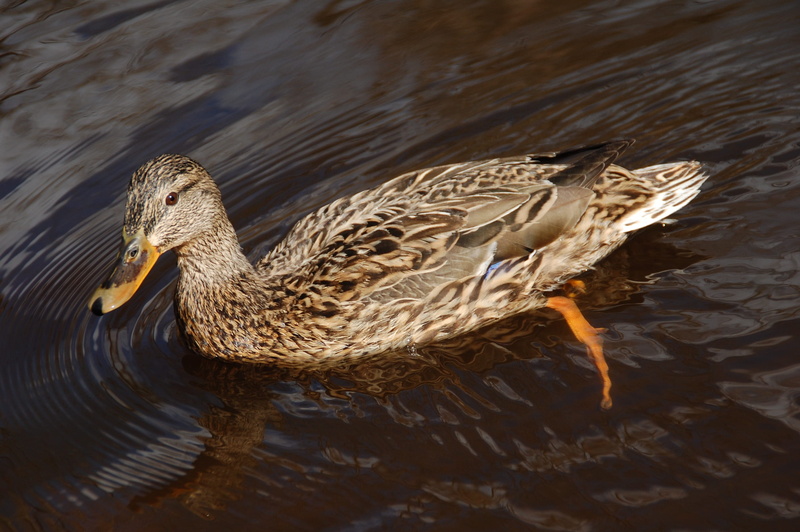 river, feather, fowl, waterfront, outdoors, day, wild, lake, Bird, 2K, Mallard, Female, mallard, pond, mallard Duck, Duck, water Bird, animal, one animal