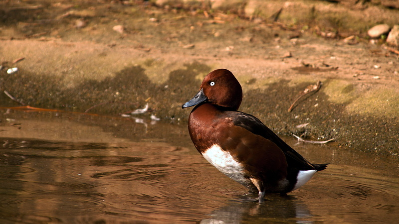 head, beak, brown, animal themes, outdoors, ducks, bird, bath, pond, freshwater bird, waterfowl, lake, water, wildlife, feathers, blue, day, wild, wings