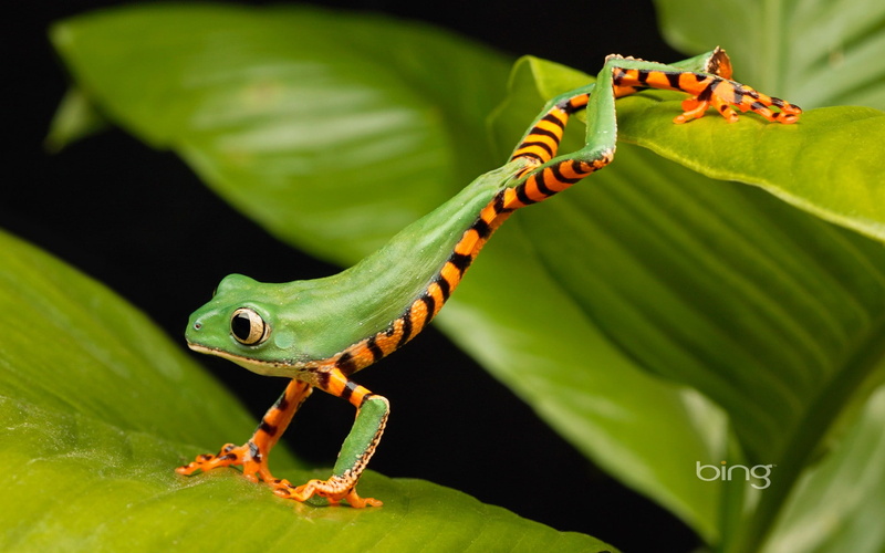 1080P, frog, animals, amphibian