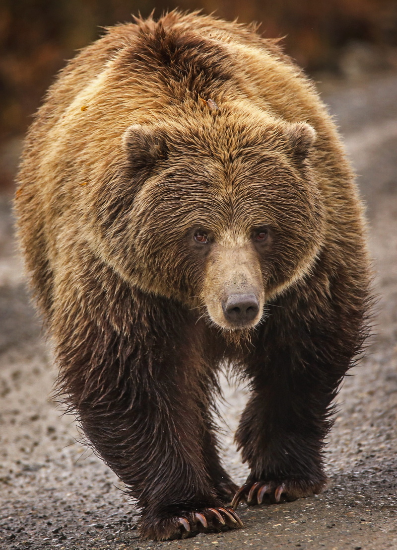 mammal, close up, bear, head, focus on foreground, big, carnivore, fur, animals in the wild, one animal, alaska, predator, no people, looking at camera