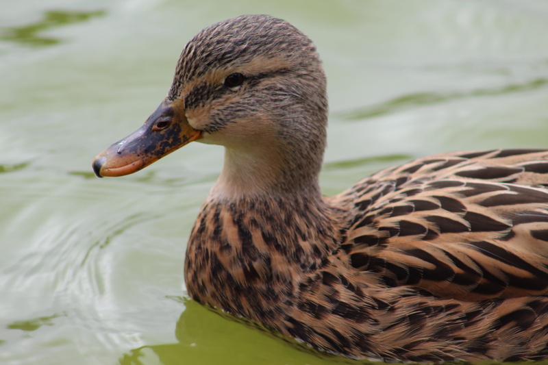 outdoors, lake, closeup, water, animal themes, day, duck, photo, duckling, swimming, vertebrate, animals in the wild, one animal, wing, mallard duck, beak