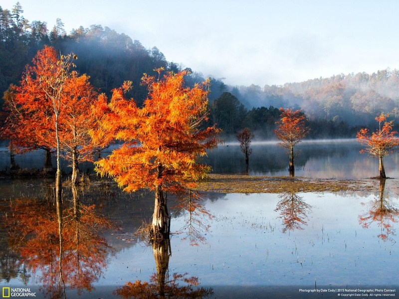 plant, no people, autumn collection, geographic, scenics - nature, tranquility, day, fall, beauty in nature, ocoee, river, lake, mist, tree, national, outdoors